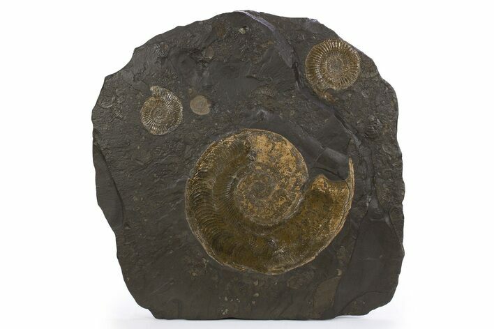 Plate of Jurassic Ammonite Fossils - Posidonia Shale, Germany #301487